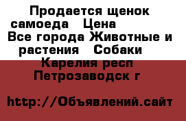 Продается щенок самоеда › Цена ­ 15 000 - Все города Животные и растения » Собаки   . Карелия респ.,Петрозаводск г.